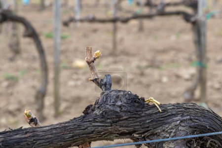 Téléchargez les photos : Début du printemps vignoble dans la région de Szekszard, Hongrie - en image libre de droit