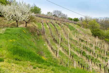 Téléchargez les photos : Paysage printanier avec vignoble dans la région de Szekszard, Hongrie - en image libre de droit