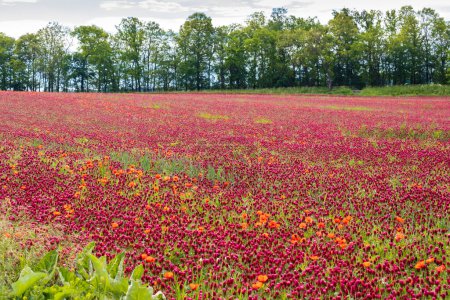 Photo for Field full of red clovers - Royalty Free Image