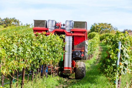 wine harvest in Lower Austria, Austria