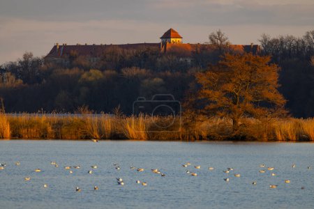 Téléchargez les photos : Château de Jaroslavice avec étang, région de Znojmo, Moravie du Sud, République tchèque - en image libre de droit