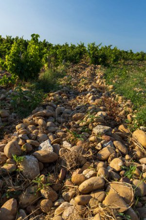 Foto de Típico viñedo con piedras cerca de Chateauneuf-du-Pape, Cotes du Rhone, Francia - Imagen libre de derechos