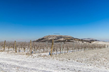 Téléchargez les photos : Vignoble d'hiver près de Mikulov, région de Palava, Moravie du Sud, République tchèque - en image libre de droit