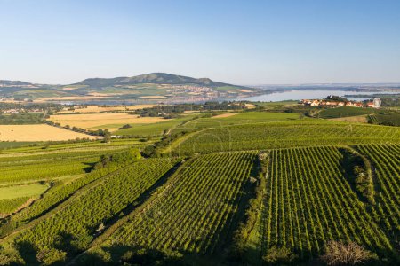 Téléchargez les photos : Vignobles sous Palava près de Zajeci, Moravie du Sud, République tchèque - en image libre de droit