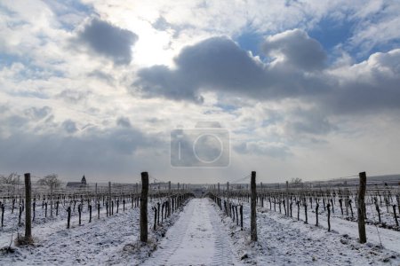 Photo for Winter vineyard near Hnanice, Znojmo region, Southern Moravia, Czech Republic - Royalty Free Image