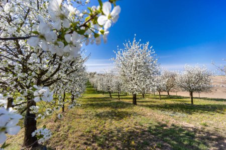 Téléchargez les photos : Verger de cerisiers à fleurs près de Cejkovice, Moravie du Sud, République tchèque - en image libre de droit
