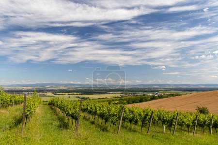 Photo for Vineyards near Polesovice, Southern Moravia, Czech Republic - Royalty Free Image