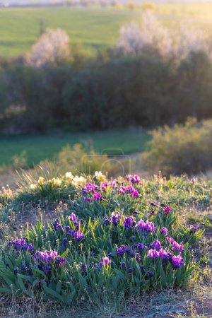 Téléchargez les photos : Iris nain à Pusty kopec u Konic près de Znojmo, Moravie du Sud, République tchèque - en image libre de droit