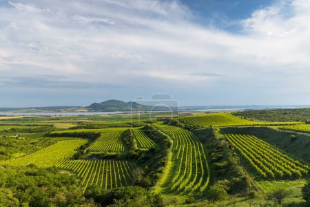 Téléchargez les photos : Vignobles près de Nove Mlyny réservoir avec Palava, Moravie du Sud, République tchèque - en image libre de droit
