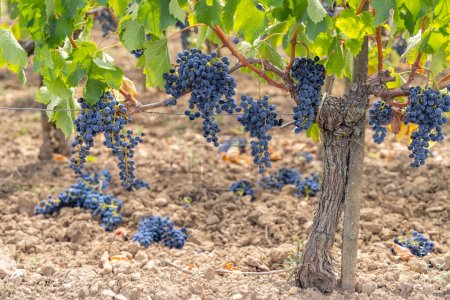 Photo for Reduction of ripening grapes to produce highest quality wines in Bordeaux, France - Royalty Free Image