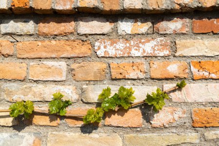 Photo for Branch of  spring vine on the brick wall - Royalty Free Image