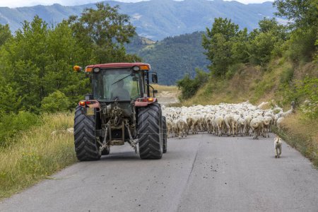 Téléchargez les photos : Route bloquée par troupeau de moutons, Marches, Italie - en image libre de droit