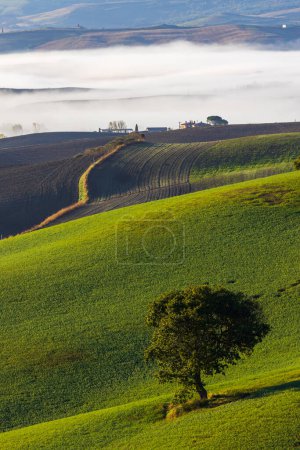 Photo for Typical Tuscan morning autumn landscape, Val D'Orcia, Tuscany, Italy - Royalty Free Image