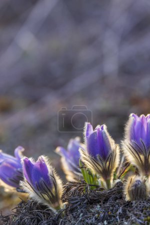 Téléchargez les photos : Fleur pascale, Parc national de Podyji, Moravie du Sud, République tchèque - en image libre de droit