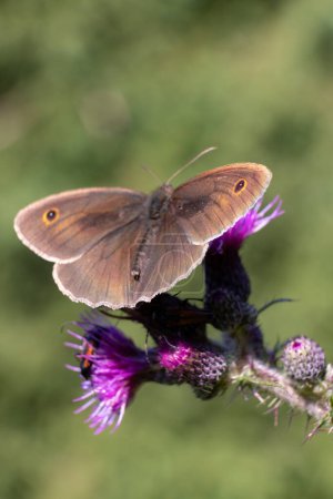 Téléchargez les photos : Gros plan d'un papillon sur le chardon - en image libre de droit