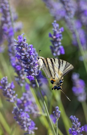 Photo for Fennel Swallowtail on lavender, Provence, France - Royalty Free Image