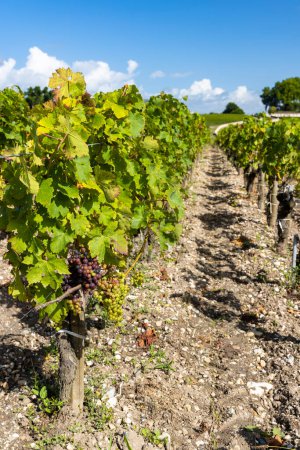 Téléchargez les photos : Vignobles typiques près de Château Pichon Longueville Comtesse de Lalande, Bordeaux, Aquitaine, France - en image libre de droit