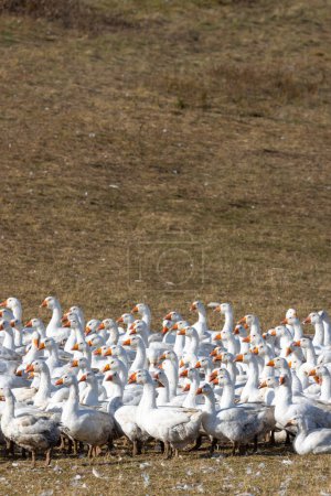 Foto de Manada de gansos al aire libre, Hungría - Imagen libre de derechos