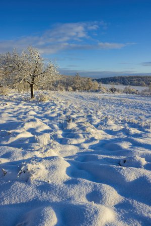 Photo for Landscape near Hnanice, NP Podyji, Southern Moravia, Czech Republic - Royalty Free Image