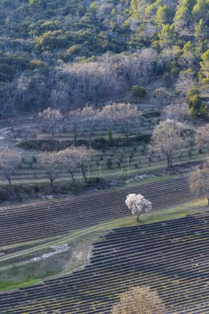 Téléchargez les photos : Paysage printanier avec champ de lavande au Luberon, Provence, France - en image libre de droit