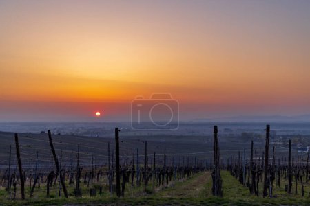 Photo for Wineyard near Colmar, Alsace, France - Royalty Free Image