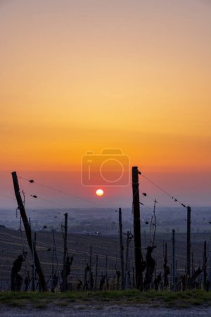 Photo for Wineyard near Colmar, Alsace, France - Royalty Free Image
