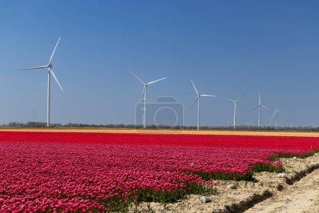 Foto de Aerogeneradores con campo de tulipanes, Holanda del Norte, Países Bajos - Imagen libre de derechos