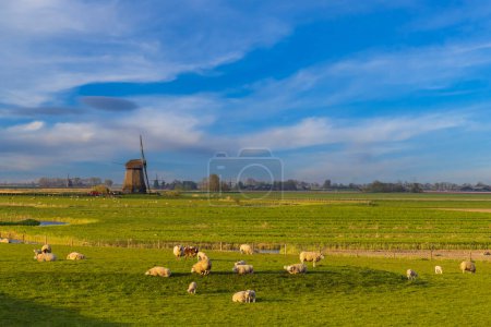 Foto de Molino de viento con manada de ovejas en Noord Holland, Países Bajos - Imagen libre de derechos