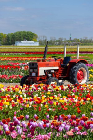 Foto de Campo de tulipanes con tractor viejo cerca de Keukenhof, Países Bajos - Imagen libre de derechos
