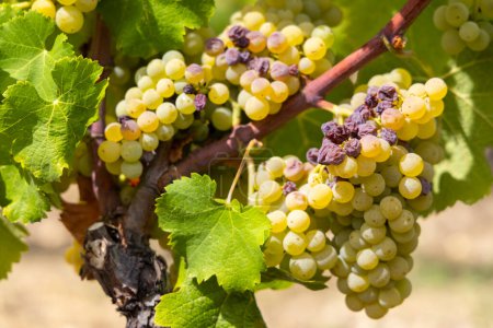 Uvas típicas con botrytis cinerea para vinos dulces, Sauternes, Burdeos, Aquitania, Francia