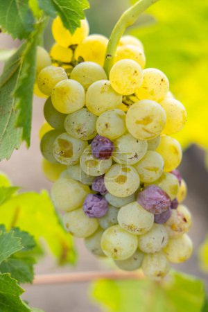 Foto de Uvas típicas con botrytis cinerea para vinos dulces, Sauternes, Burdeos, Aquitania, Francia - Imagen libre de derechos
