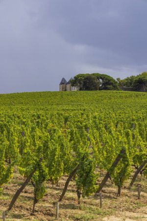 Téléchargez les photos : Vignobles typiques près de Château d'Yquem, Sauternes, Bordeaux, Aquitaine, France - en image libre de droit