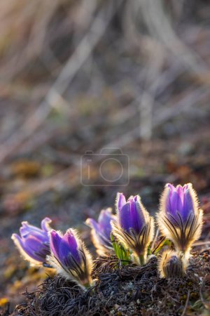 Photo for Pasque flower, National park Podyji, Southern Moravia, Czech Republic - Royalty Free Image