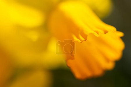 Téléchargez les photos : Gros plan de jonquille jaune - en image libre de droit