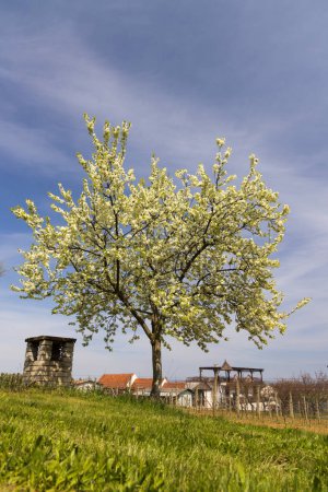 Foto de Árbol en paisaje primaveral, República Checa - Imagen libre de derechos
