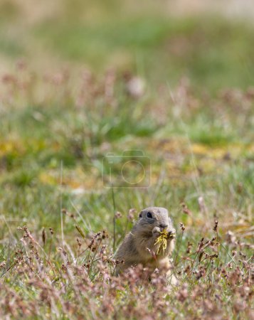 Photo for Ground squirrel colony, national natural monuments Radouc, Mlada Boleslav, Czech Republic - Royalty Free Image