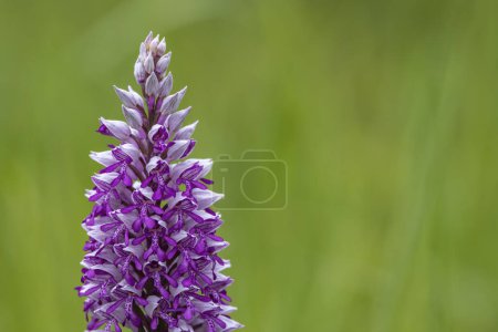 Photo for Wild orchid in White Carpathian Mountains, Czech Republic - Royalty Free Image