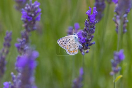 Photo for Brown argus, (Aricia agestis) on lavender, Provence, France - Royalty Free Image