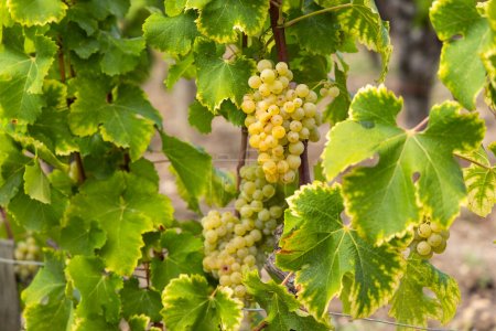 Photo for Typical grapes with botrytis cinerea for sweet wines, Sauternes, Bordeaux, Aquitaine, France - Royalty Free Image