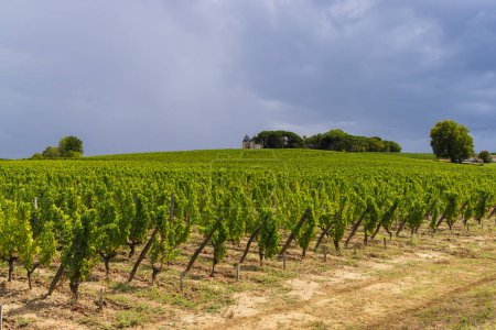 Photo for Typical vineyards near Chateau d Yquem, Sauternes, Bordeaux, Aquitaine, France - Royalty Free Image
