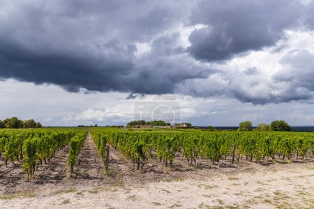Téléchargez les photos : Vignobles typiques près de Château d'Yquem, Sauternes, Bordeaux, Aquitaine, France - en image libre de droit