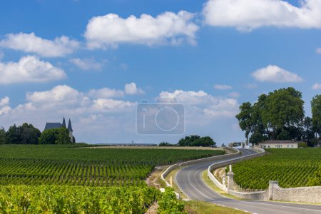 Photo for Typical vineyards near Chateau Latour, Bordeaux, Aquitaine, France - Royalty Free Image