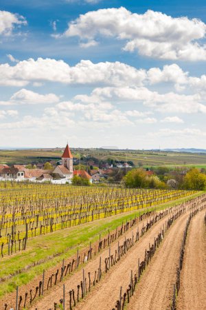 Téléchargez les photos : Vignobles de printemps près de Mitterretzbach en Basse-Autriche, Autriche - en image libre de droit
