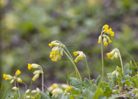 Photo for Wild spring primrose, Northern Bohemia, Czech Republic - Royalty Free Image