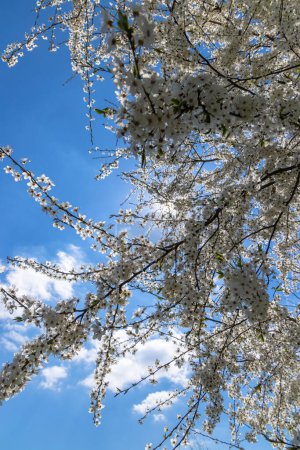 Téléchargez les photos : Arbre à fleurs blanc contre le ciel bleu - en image libre de droit