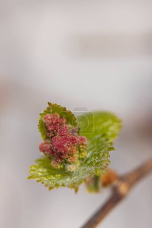 Téléchargez les photos : Vignes flottantes au début du printemps, Moravie du Sud, République tchèque - en image libre de droit