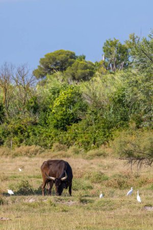 Photo for Bull and herons on the meadow in Camargue, Bouches du Rhone, France - Royalty Free Image
