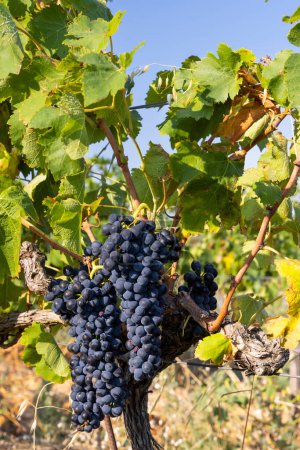 Foto de Viña típica con uvas azules cerca de Chateauneuf-du-Pape, Cotes du Rhone, Francia - Imagen libre de derechos