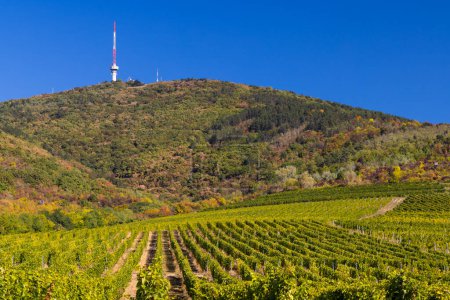 Photo for Autumn vineyard and Tokaji-hegy (513 m), Tokaj region, Great Plain and North, Hungary - Royalty Free Image