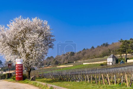 Téléchargez les photos : Wine road (Route des Grands Crus) near Gevrey-Chambertin, Burgundy, France - en image libre de droit